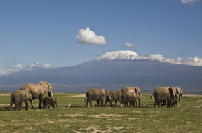 Elephants and Kilimanjaro