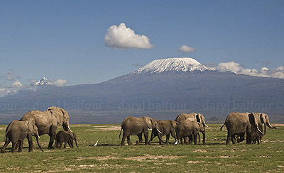 Kili and elephants
