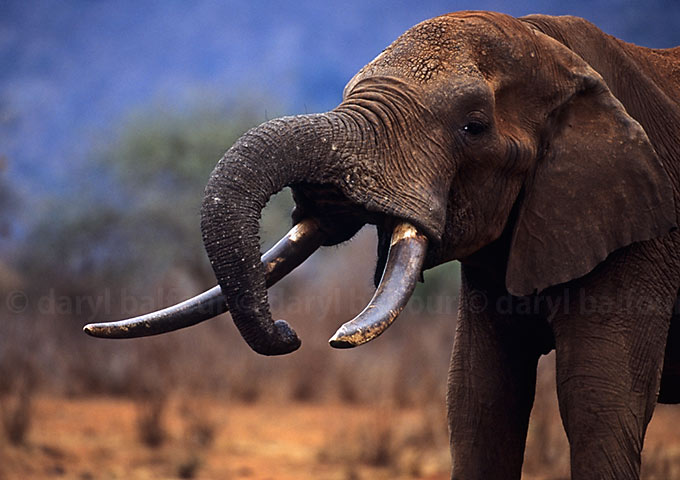 Tusker