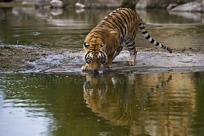 Tiger drinking
