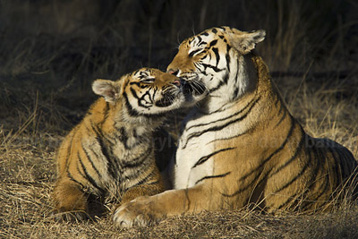 Tiger and cub