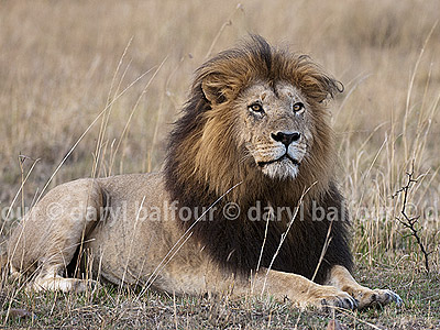 Male lion