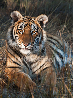 Tiger cub