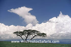 Flat- topped Acacia