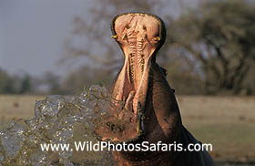 Hippopotamus