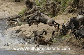 Wildebeest