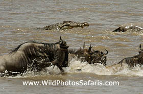 Wildebeest migration