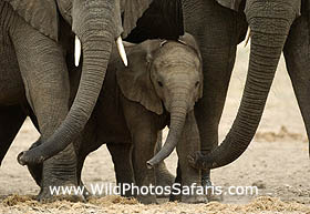 Elephant trunks