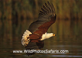 Fish eagle