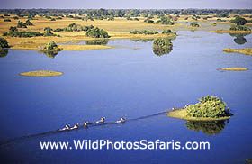 Red lechwe