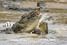 Crocodiles fighting