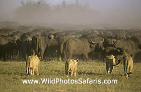 Lions hunting buffalo