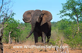 Threatening Elephant