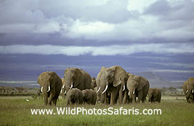 African elephant herd