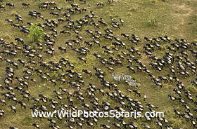 Wildebeest migration