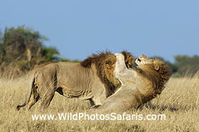 Two male lions